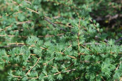Larix laricina 'Glauca' - modřín modřínovitý 'Glauca' - větve